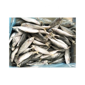 Nueva <span class=keywords><strong>temporada</strong></span> Venta caliente IQF Frozen Round Scad Mackerel Whole Scad Premium Quality Quick Frozen Fish - Product Image 3