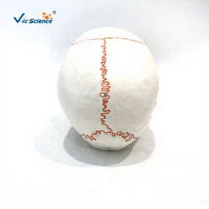 颅骨缝合模型（带编号）PVC材质VIC-SCIENCE品牌 - Product Image 6