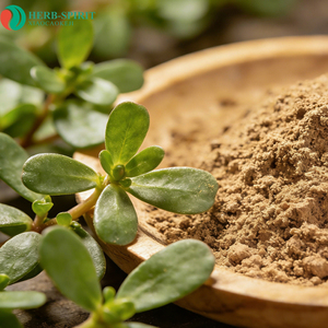 Herbspirit: Натуральный органический экстракт портулака (Purslane) 99% в порошке оптом от производителя - Product Image 3