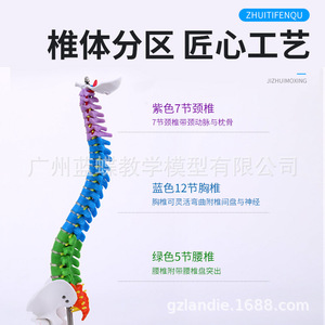 Modelo de Columna Vertebral Humana de 45 cm con Pelvis, Fémur, Coxis, Esqueleto de Columna Vertebral, Vértebras Lumbares y Cervicales, Modelo Osteopático - Product Image 4