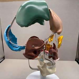 Modèle pédagogique coloré de démontage ostéopathique simulé - Modèle coloré de segmentation des os du crâne pour l'enseignement de l'anatomie - Product Image 4