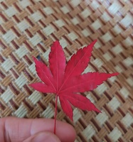 Feuilles d'érable séchées naturelles pressées, colorées, rouges et vertes, pour la résine, l'art, le bricolage, les bijoux, les cartes