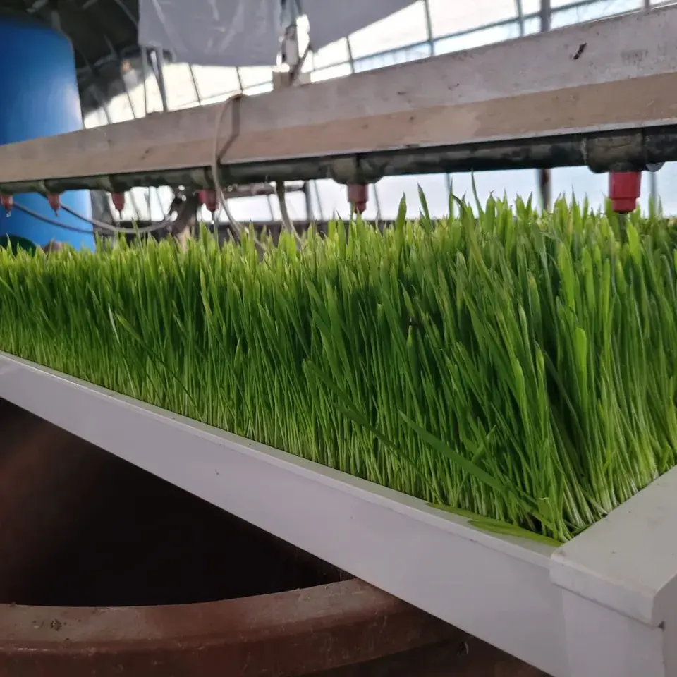Factory Price Automatic animal fodder UPVC system/ hydroponic growing system with green trays