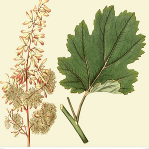 Extrait de <span class=keywords><strong>Macleaya</strong></span> Cordata de haute qualité naturel GMP, poudre fine de qualité alimentaire, CAS 2447-54-3, Sanguinarine, Chelerythrine, testé par HPLC - Product Image 6