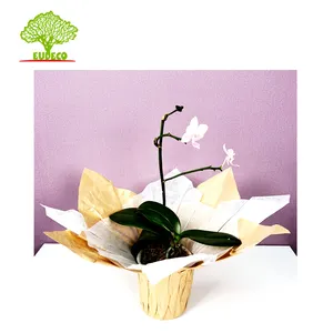 Mixed Color Home Decoration Kraft Paper Flower Plant Pot Cover With Customized Size