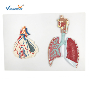 Modelo Anatómico del Sistema Respiratorio Humano y Alvéolos Ampliados para la Enseñanza de Medicina Respiratoria en Facultades de Medicina, con Certificación CE, ISO y ROHS - Product Image 2
