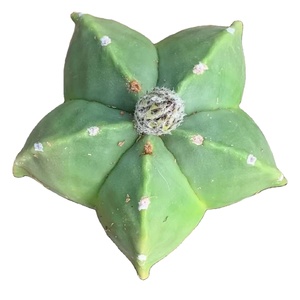 Suculentas Azules, <span class=keywords><strong>Echeveria</strong></span> de 2.8 Pulgadas, Planta de Interior, Venta al por Mayor para Viveros - Product Image 1
