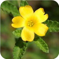 داميانا استخراج ، ورقة شجرة دامِيانَة مسحوق 4:1 ، 10:1 ، 20:1 - Product Image 3