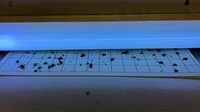 Lot de 24 panneaux de colle de remplacement jetables pour piège à insectes Fly Light 5 "x 17" Grille solide anti-moustiques Lampe antiparasitaire pour
