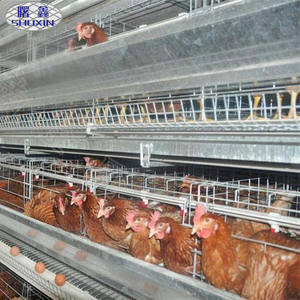 Venta caliente Q 235 Acero eran un tipo 3 o 4 niveles 5000 gallinas capa jaula de pollo Adecuado para granja de pollos - Product Image 4