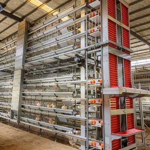 Cages à poulets OEM prêtes à l'emploi et efficaces, cages à poulets en vente au Sénégal, cages à poulets pour coqs de combat - Product Image 1