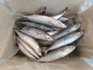 Sgombro del Pacifico Congelato di Alta Qualità e Prestazioni Elevate, 250-350g - Product Image 2