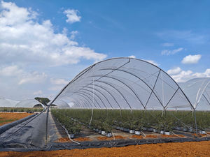 Grande tente <span class=keywords><strong>de</strong></span> serre à une seule couche <span class=keywords><strong>abri</strong></span> <span class=keywords><strong>de</strong></span> pluie en plastique hydroponique pour la culture <span class=keywords><strong>de</strong></span> plants <span class=keywords><strong>de</strong></span> tomates poly imperméable à faible coût pour - Product Image 6