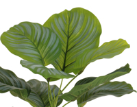 Grosir kuantitas tinggi 34cmH kecil Bonsai Calathea Orbifolia dengan Pot tanah liat untuk dekorasi Interior pohon buatan