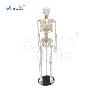 Modelo Anatómico de PVC de 85 cm del <span class=keywords><strong>Sistema</strong></span> Esquelético con Nervios y Discos Intervertebrales para la Enseñanza de Ciencias Médicas - Product Image 2