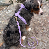 Ensemble collier, laisse et harnais pour chien, personnalisable avec logo, aspect cuir moderne et luxueux, surface douce et lisse, imperméable, pour petits et grands chiens