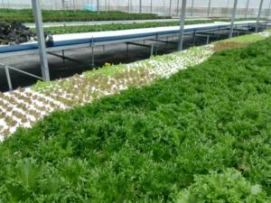 Plant Growing Custom Sized Agricultural Equipment Construction Hydroponics System Complete Hydroponics System - Product Image 4