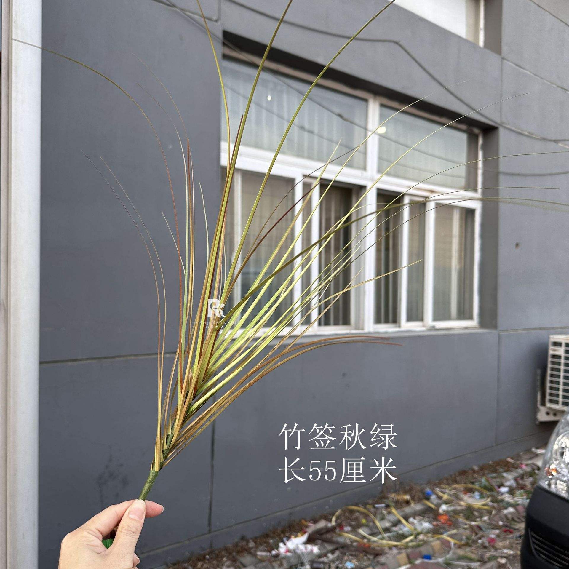 55cm Onion Grass Light Green