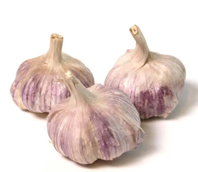 garlic fresh garlic bawang putih garlic seed fresh vegetable exporter