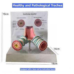 Modelo de enseñanza médica-Modelo de Anatomía de la sección sagital faríngea oral nasal para educación y entrenamiento médico - Product Image 5