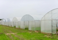 Serre en plastique de type tunnel économique pour la croissance des plantes, serre de qualité supérieure au meilleur prix, serre agricole