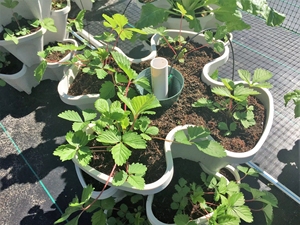 Dâu Tây phát triển chậu dọc Stackable xếp chồng Chậu Nhựa Trồng tháp để bán - Product Image 2