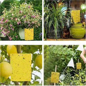 100 pièces/paquet - Piège à insectes jaune de petite taille 10x20cm, colle non toxique pour <span class=keywords><strong>plantes</strong></span> d'intérieur, jardin domestique, lutte antiparasitaire - Product Image 5