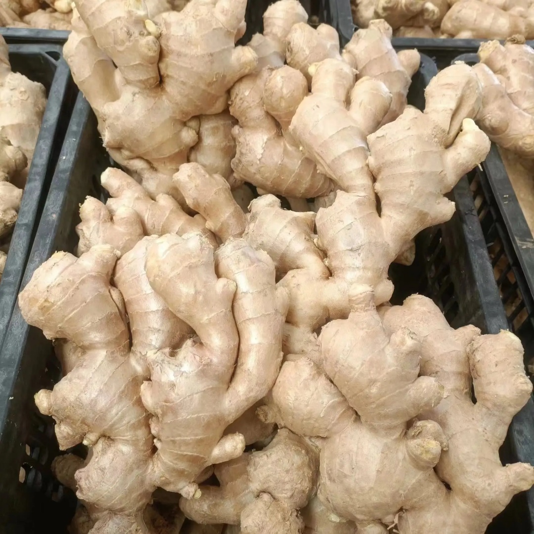 Fresh Ginger 100% Natural Farm Planting Factory Direct Wholesales High Quantity Vegetable Fresh Ginger Organic Large Ginger