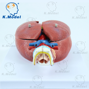 Modèle d'<span class=keywords><strong>anatomie</strong></span> du cœur, modèle biologique et de grande capacité pour les étudiants, matériel scolaire - Product Image 5