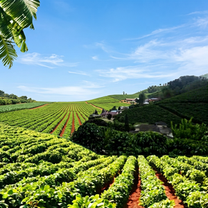 Granos de Café Verde de Brasil Santos Arabica, Granjas de Alta Altitud Minas Gerais, 60 kg a Granel, 12 Meses de Vida Útil, Conservar Seco - Product Image 1