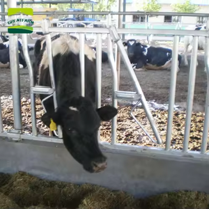 Candado de vaca de ganado galvanizado en caliente, gran equipo agrícola para ganadería, herramienta esencial para la cría de animales - Product Image 5