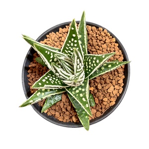 Akadama — terre pour bonsaï, 1 pièce, de qualité supérieure, descente pour plantation d'orchidées, japonais, 3-6mm - Product Image 6