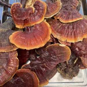Cogumelos orgânicos <span class=keywords><strong>Lingzhi</strong></span> Ganoderma lucidum erva para alimentos e bebidas - Product Image 2