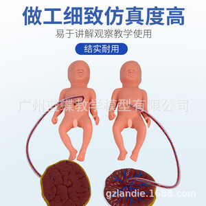 Modèle de soins du placenta pour nouveau-nés, modèle de placenta, modèle de soins infantiles/modèle d'embryon, soins du cordon ombilical - Product Image 3