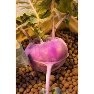 Hydrotone Original 10 litres agrégat d'argile expansé léger fabriqué en Allemagne pour l'équipement d'irrigation et de culture hydroponique - Product Image 2