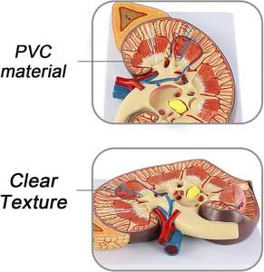 Modelo de riñón de aumento de 3 veces con estructura de anatomía precisa Modelo de riñón agrandado anatómico transparente Textura Digital - Product Image 5
