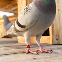 Bagues de patte d'oiseau modernes en aluminium gravées au laser, écologiques, durables, colorées, fermées, pour pigeons de course et de transport, personnalisables et en stock