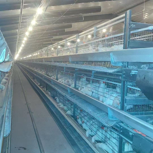 Nuevas Jaulas para Gallinas Ponedoras Tipo H, Duraderas, de Acero Galvanizado, para Sistema de Cría Avícola en Batería, con Alimentación Automática - Product Image 5