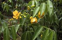 Prix de gros 10% 20% Sennoside A+B en poudre, extrait naturel de feuilles de séné