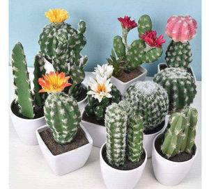Xinrunjin Réaliste Artificielle Cactus Succulent en Pot Petite Plante en Pot pour Bureau à Domicile Bureau Haut de Gamme Bureau Vert Décor - Product Image 4