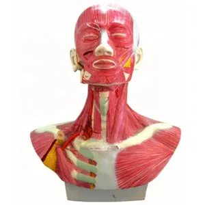 Head Face Neck Anatomy and External Carotid Artery Distribution Model