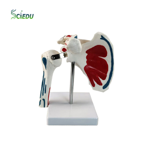 Modèle de <span class=keywords><strong>squelette</strong></span> humain médical en PVC SCIEDU avec articulation de l'épaule et points de départ/arrivée des <span class=keywords><strong>muscles</strong></span> pour l'entraînement - Product Image 1