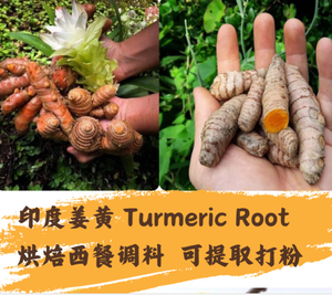 Отполированные пальчики куркумы с двойной индийской куркумой - Product Image 3