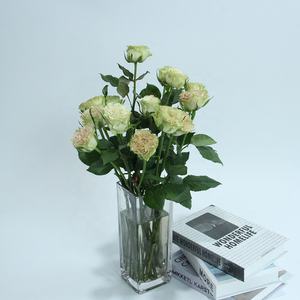 20 pièces de plantes naturelles à longue tige Shangguan <span class=keywords><strong>Waner</strong></span>, fleurs coupées fraîches de Kunming pour la décoration du jour de noël - Product Image 4