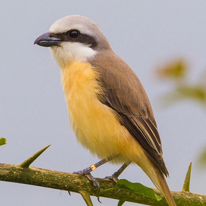 Bagues pour oiseaux en aluminium de haute qualité, bagues pour pattes de canaris, bagues pour oiseaux, bagues pour agapornis, bagues pour perroquets, toutes tailles, toutes couleurs - Product Image 4