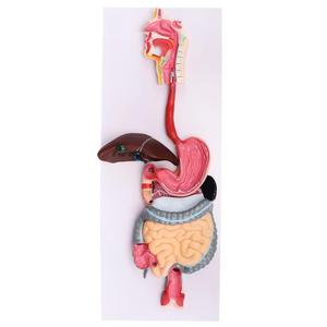 Modelo Anatómico del <span class=keywords><strong>Sistema</strong></span> <span class=keywords><strong>Digestivo</strong></span> <span class=keywords><strong>Humano</strong></span>, Modelo Completo de la Estructura de los Órganos de la Boca al Intestino con Base Plana para el Aula de Biología - Product Image 2