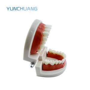 दंत मानक शिक्षण मॉडल हैंडहेल्ड स्वतंत्र पैकेजिंग मौखिक चिकित्सा शिक्षा उपकरण - Product Image 4