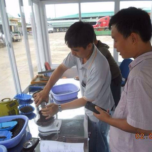 JUMBO BLACK PEPPER 5MM cru séché Grande vente! - Product Image 2