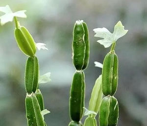 <span class=keywords><strong>100%</strong></span> 純粋な天然水仙クアドラングラリスエキス水仙クアドラングラリスエキス粉末水仙エキス - Product Image 3