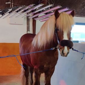 Dispositivo de terapia de luz infrarroja roja TLA Barn 1000 Equine para perros - Product Image 1